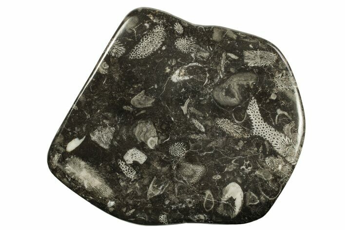 Polished Devonian Fossil Coral and Bryozoan Plate - Morocco #290340